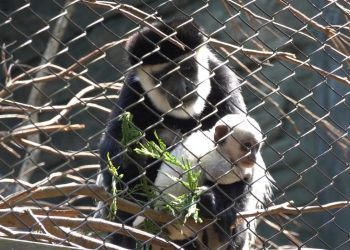 Indukan primata monyet jenis Colobus Monkey di Batu Secret Zoo sedang menggendong anaknya yang baru lahir. Foto: JTP Group