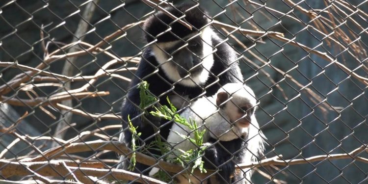 Indukan primata monyet jenis Colobus Monkey di Batu Secret Zoo sedang menggendong anaknya yang baru lahir. Foto: JTP Group