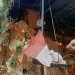 burung - Burung Kakak Tua di Eco Green Park Kerek Bendera Rayakan HUT ke-76 RI