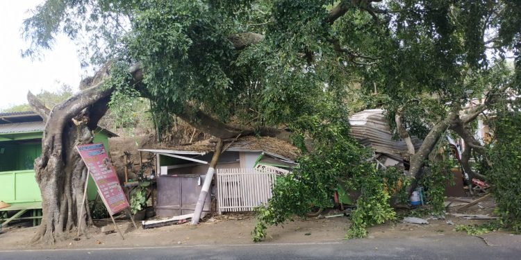 Pohon tumbang yang menimpa sebuah warung kopi di Jalan Raya Oro-Oro Ombo Kota Batu, pada Selasa (24/8/2021). Foto: Pusdalops BPBD Kota Batu