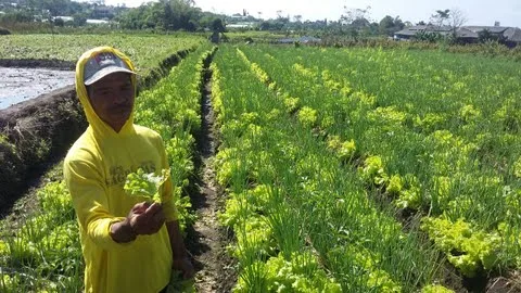 Petani bawang prei di Kota Batu. Foto: dok