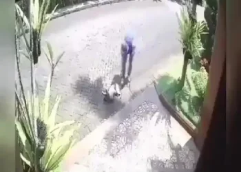 malang - Kota Malang Sepekan: Polemik TPP ASN hingga Penembakan Anjing