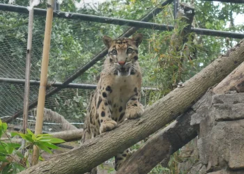 Harimau Pohon
