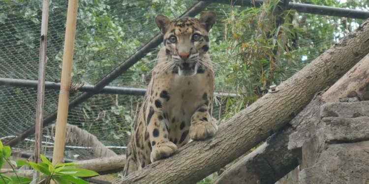 Harimau Pohon