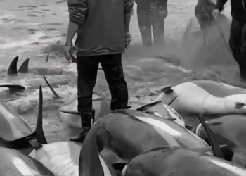 Lebih dari 1,400 lumba-lumba dibantai di Kepulauan Faroe