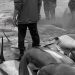 Lebih dari 1,400 lumba-lumba dibantai di Kepulauan Faroe