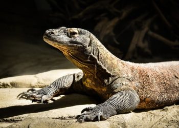 Naga Komodo, kadal terbesar yang hidupnya terancam oleh perubahan ekstrim iklim global/tugu malang
