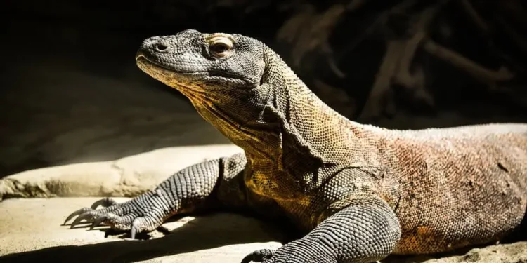 Naga Komodo, kadal terbesar yang hidupnya terancam oleh perubahan ekstrim iklim global/tugu malang