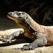 Naga Komodo, kadal terbesar yang hidupnya terancam oleh perubahan ekstrim iklim global/tugu malang