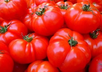 Podomoro berasal dari bahasa Italia yang berarti tomat, teknik Podomoro ini cocok untuk belajar yang lebih efektif/ tugu malang