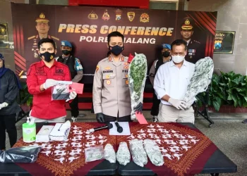 COVID-19 - Dirumahkan karena COVID-19, Warga Lumajang Nekat Jadi Petani Ganja dan Menjualnya di Malang