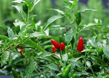 Harga Cabai Anjlok, Momen Tepat Borong Si Pedas