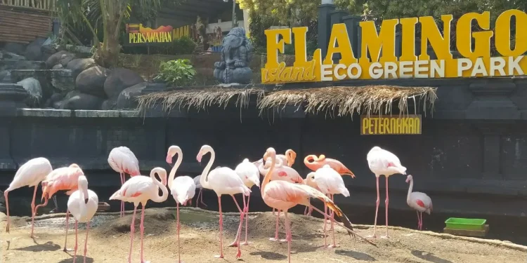Satwa unggas jenis Flamingo di Eco Green Park yang harus dijaga ekstra perawatan hingga konsentrasi pakannya selama wahana ini tutup. Foto: Ulul Azmy