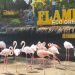 Satwa unggas jenis Flamingo di Eco Green Park yang harus dijaga ekstra perawatan hingga konsentrasi pakannya selama wahana ini tutup. Foto: Ulul Azmy