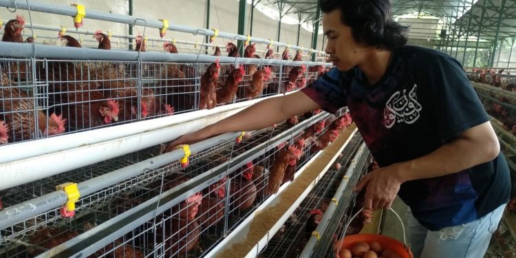 Peternak ayam di Kota Batu tengah mengambil hasil produksi telur di kandangnya. Kini, harganya terus anjlok dikisaran angka Rp 13-14 ribu per Kg. Foto: Ulul Azmy