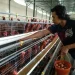 Harga Telur Ayam Anjlok, Peternak Menjerit