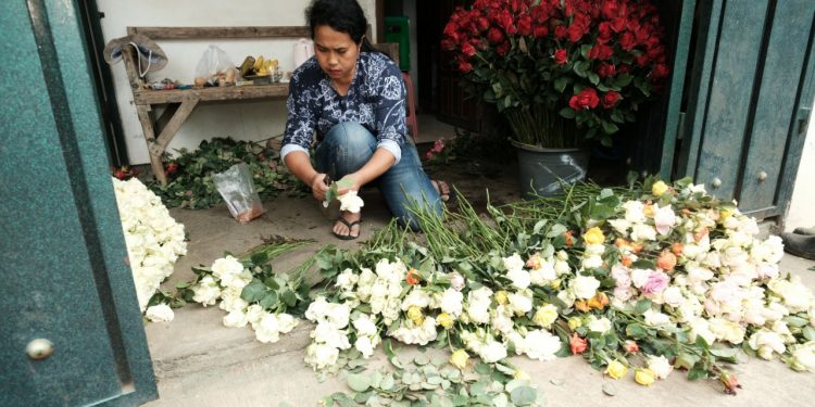 Salah seorang petani mulai menggeluti bisnis bunga hias