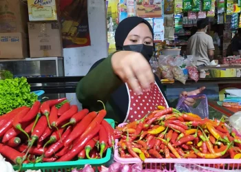 cabai - Harga Cabai di Kota Batu Anjlok hingga Rp 10 Ribu