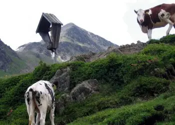 sapi