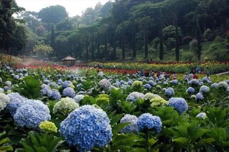 Kebun bunga yang ada di Selecta Malang tampak sangat indah./tugu malang