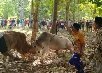 Tradisi adu sapi oleh petani Masalembu, Sumenep, di musim kemarau