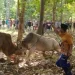 Tradisi adu sapi oleh petani Masalembu, Sumenep, di musim kemarau