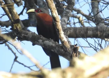 9 Jenis Burung Dilindungi Hidup di Hutan Lindung Ngantang