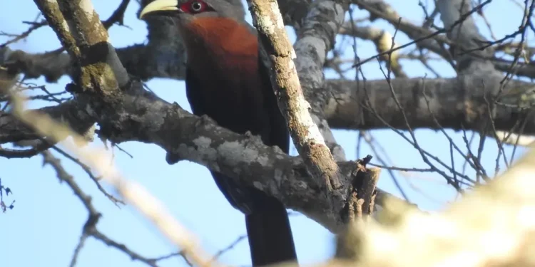 Salah satu jenis burung yang hidup di hutan lindung RPH Sekar, Kecamatan Ngantang, Kabupaten Malang. Foto: Profauna Indonesia