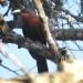 9 Jenis Burung Dilindungi Hidup di Hutan Lindung Ngantang