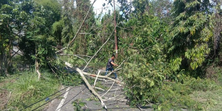 Petugas BPBD Kota Batu saat mengevakuasi pohon tumbang akibat angin kencang di jalan tembusan via Torongrejo-Junrejo, Kota Batu, pada Senin (18/10/2021). Foto: BPBD Kota Batu