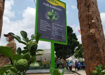 Menilik Bibit Jeruk Purut Kota Batu yang Tembus Eropa