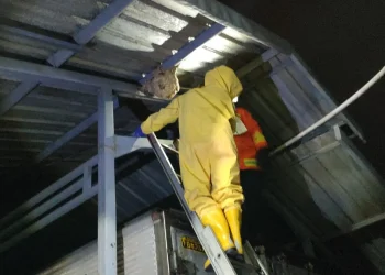 Waspada! Tawon Bersarang di 10 Pemukiman Warga Batu
