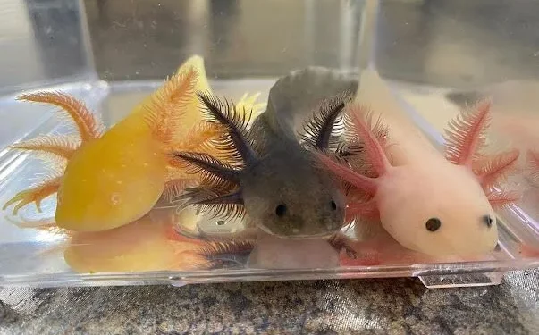 mahasiswa - Mahasiswa UB Sukses Budi Daya Axolotl, Salamander Air Endemik Meksiko