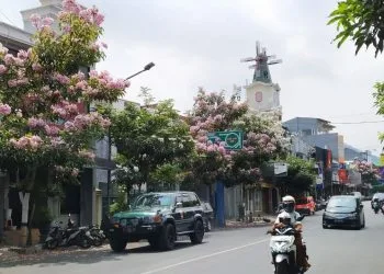 Pohon Tabebuya lokasi di beberapa tempat di Kota Batu