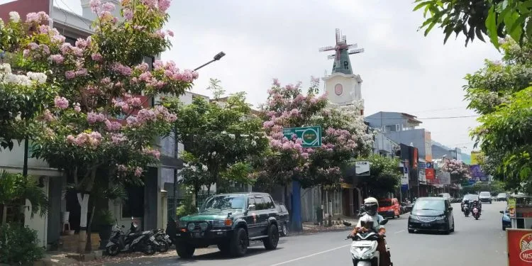 Pohon Tabebuya lokasi di beberapa tempat di Kota Batu