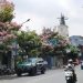 Pohon Tabebuya lokasi di beberapa tempat di Kota Batu