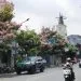 Pohon Tabebuya lokasi di beberapa tempat di Kota Batu