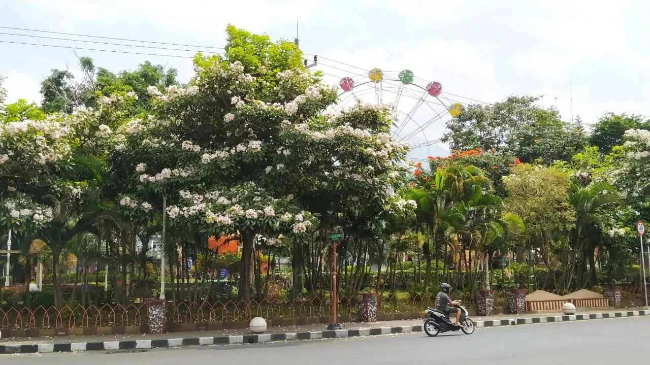 Pohon Tabebuya