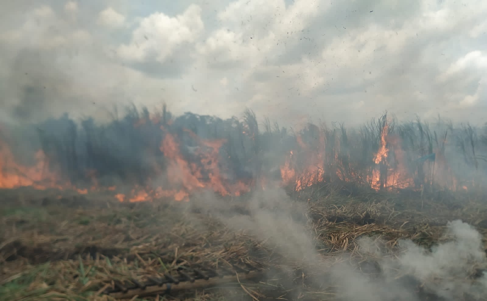 Kobaran api melahab ladang tebu di Gondanglegi Kabupaten Malang. 
