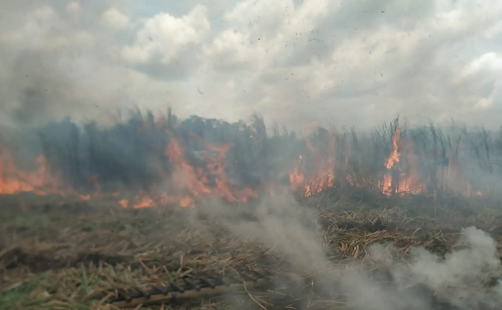 Kobaran api melahab ladang tebu di Gondanglegi Kabupaten Malang.