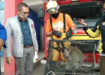 Seekor kera resahkan warga Sisir Kota Batu
