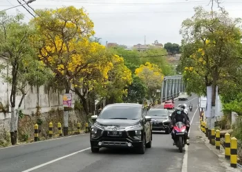 Tabebuya mewarnai tepi jalan di Kota Batu
