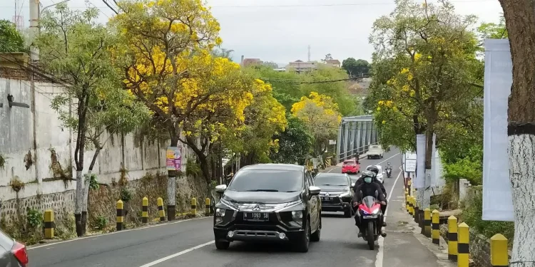 Tabebuya mewarnai tepi jalan di Kota Batu