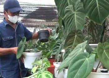 Stok tanaman hias di Kota Batu mulai langka