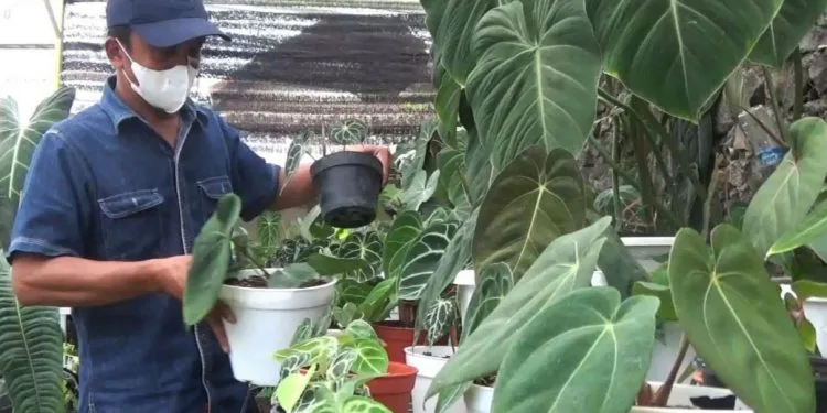 Stok tanaman hias di Kota Batu mulai langka