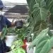 Stok tanaman hias di Kota Batu mulai langka