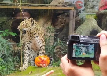 macan tutul jawa