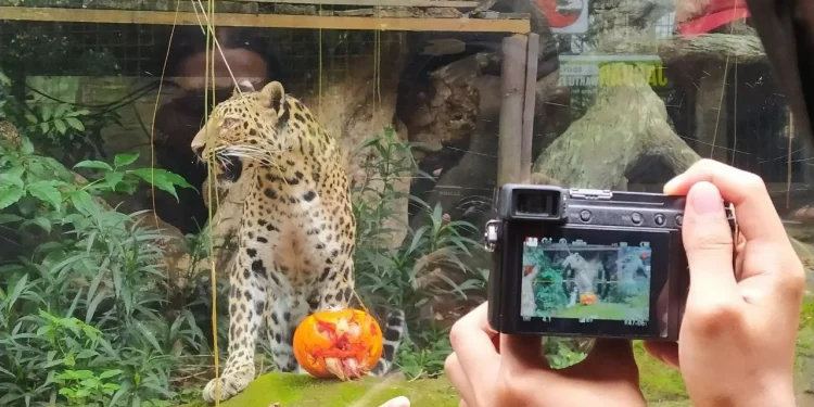 macan tutul jawa