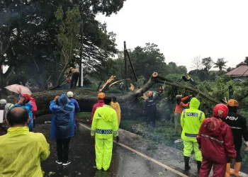 pohon - Pohon Trembesi Diameter 1,5 M Tumbang Diterjang Angin