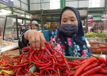 Harga Cabai di kota Malang merangkak naik